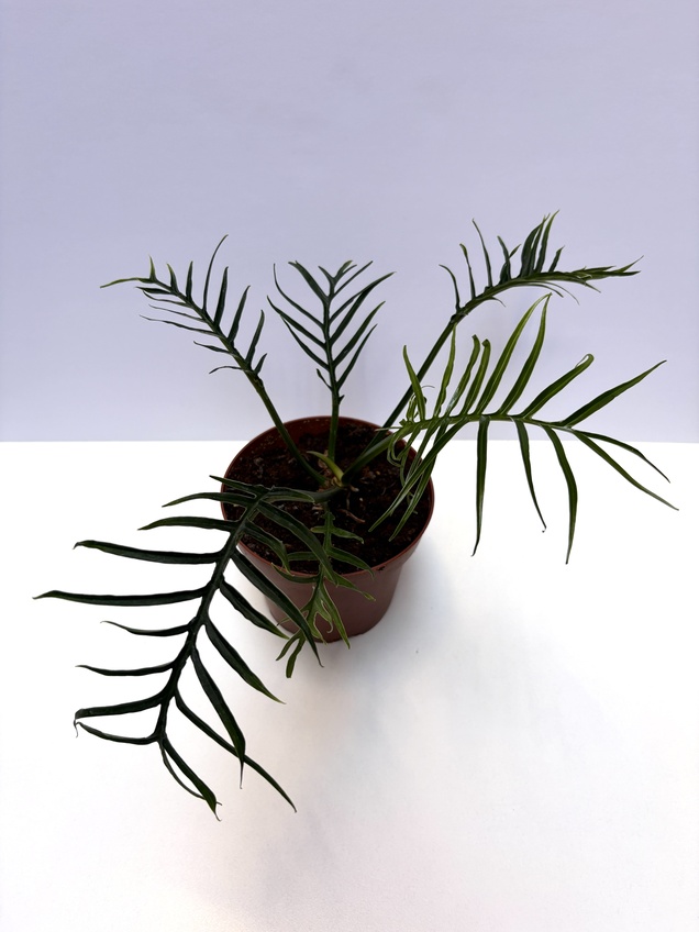 Philodendron Tortum