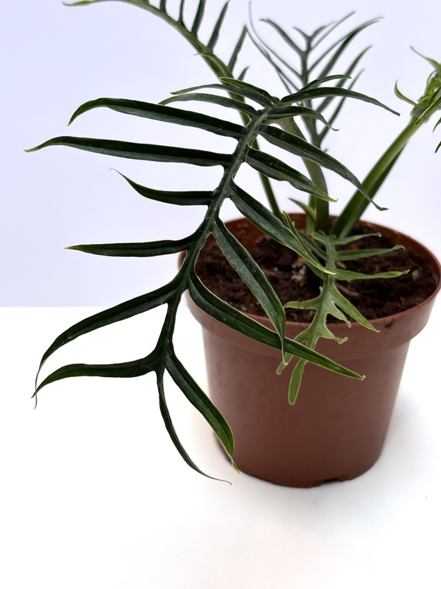 Philodendron Tortum — imagen 2