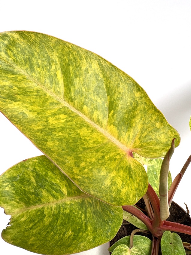 Philodendron Painted Lady — imagen 2