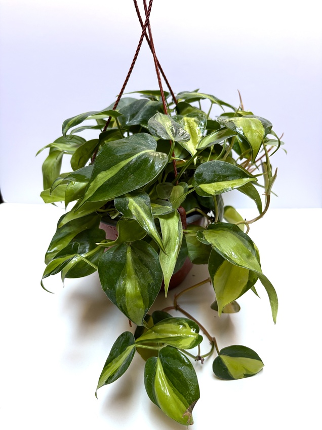 Philodendron Brasil — imagen 1