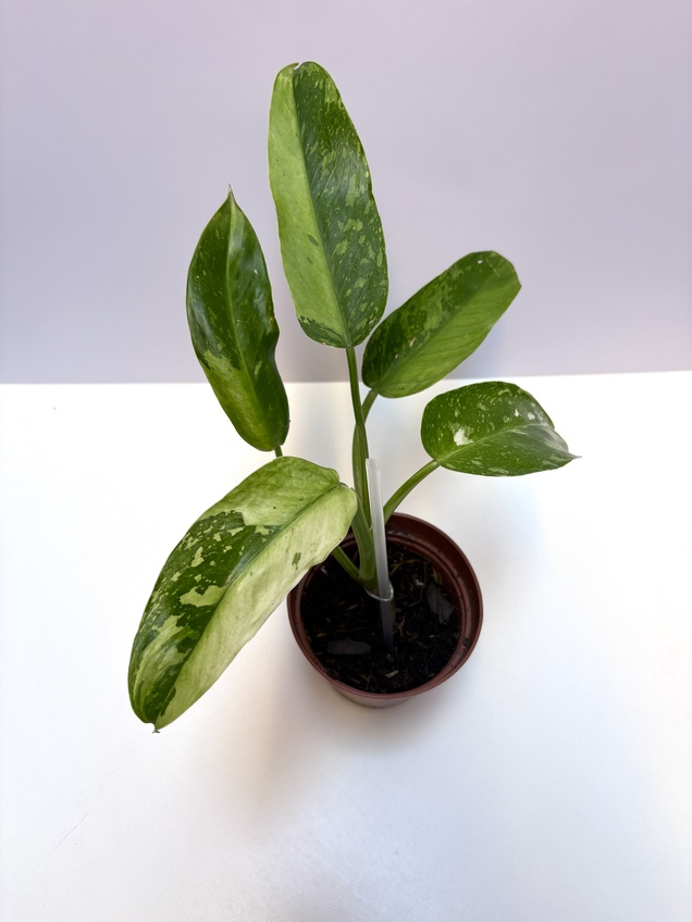 Philodendron Jose Buono