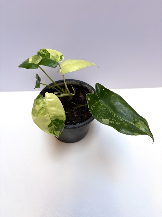 Philodendron Burle Marx Variegado