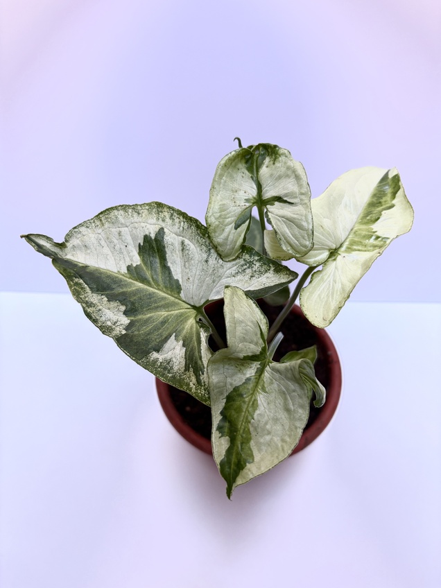 Syngonium Three Kings