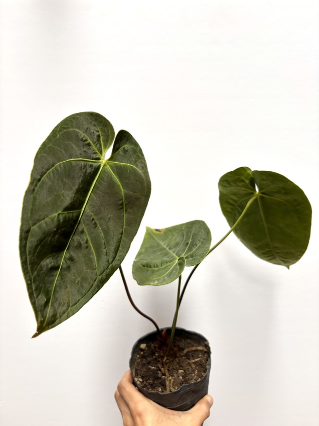 Anthurium Magnificum Híbrido
