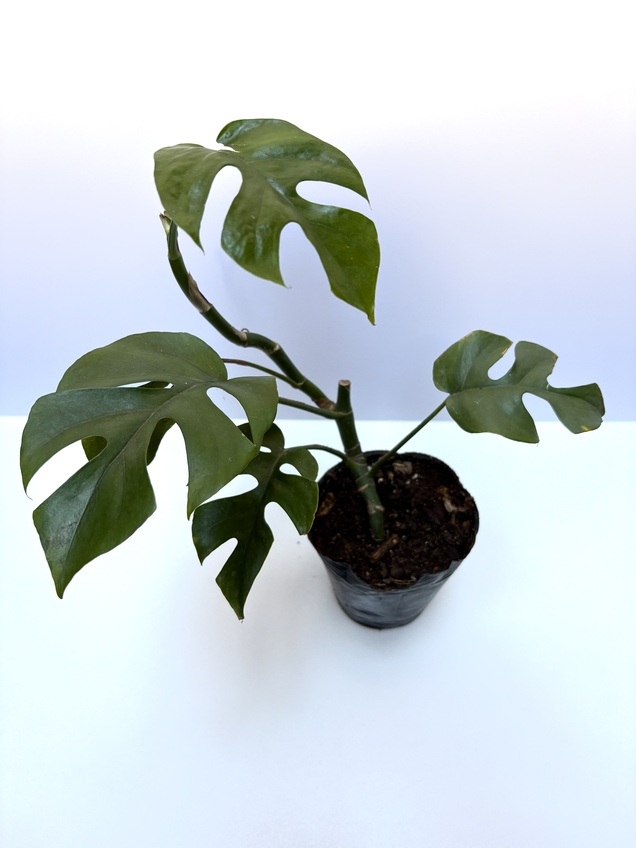 Raphidophora Tetrasperma