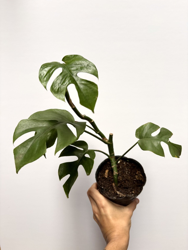 Raphidophora Tetrasperma