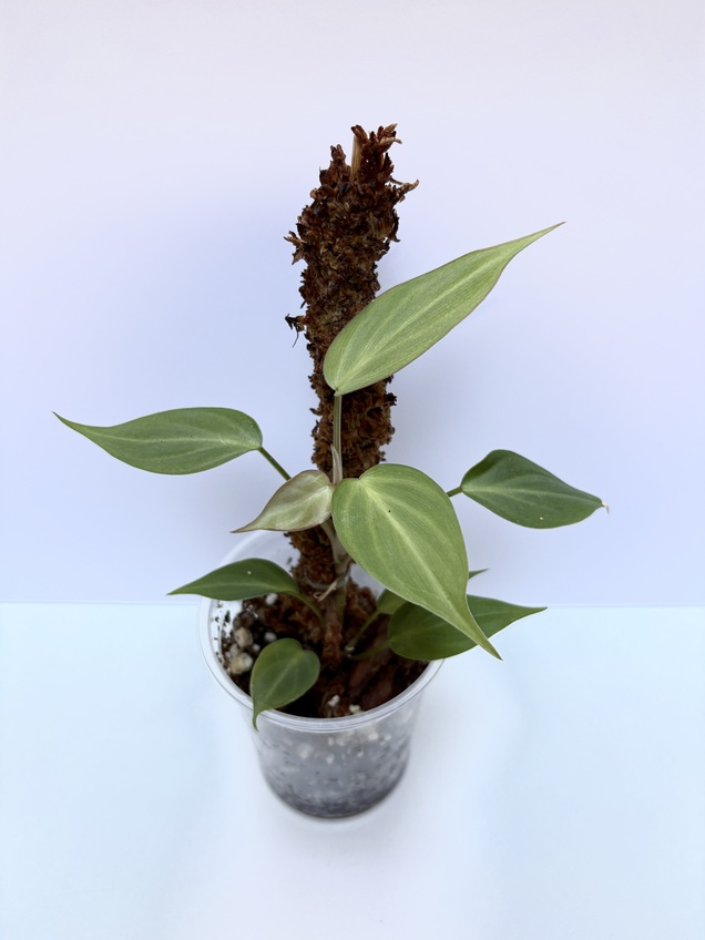 Philodendron Camposportoanum
