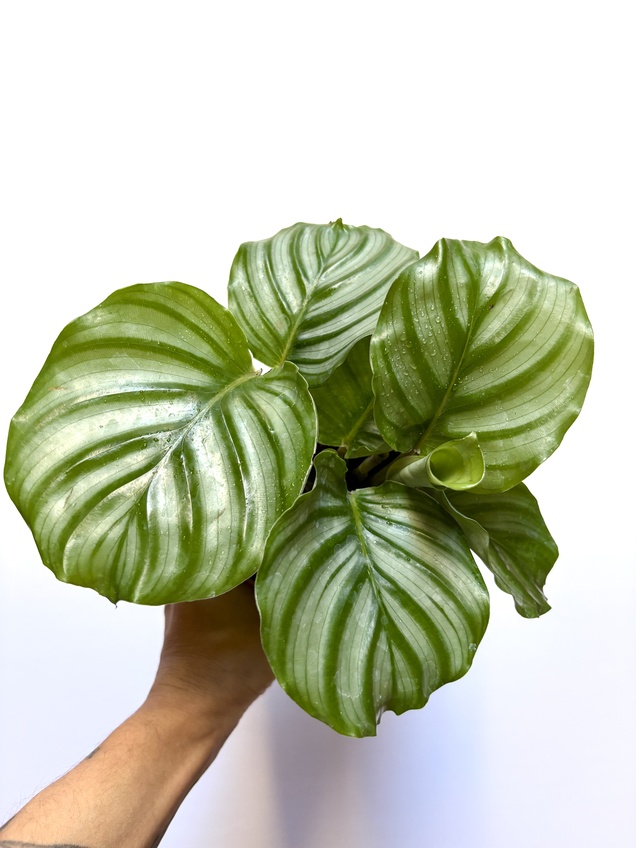 Calathea Orbifolia