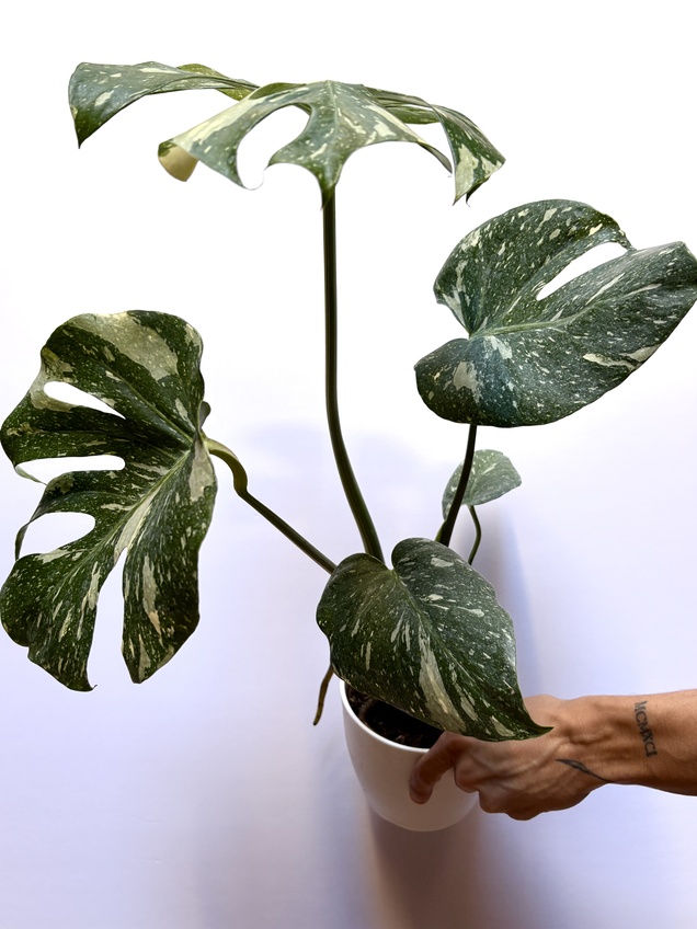 Monstera Thai Constellation — imagen 1