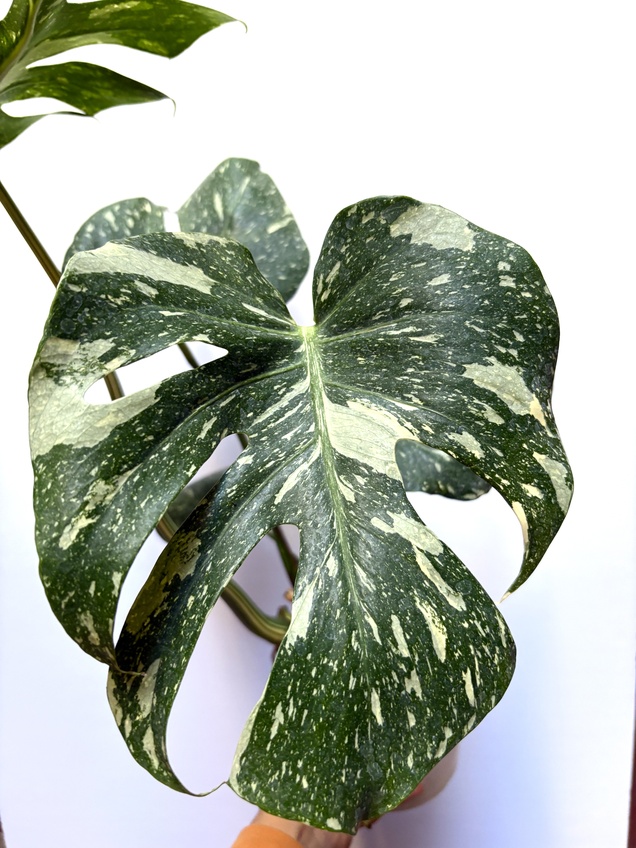 Monstera Thai Constellation — imagen 2