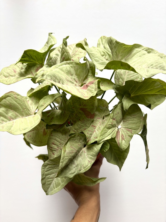 Syngonium Milk Confetti