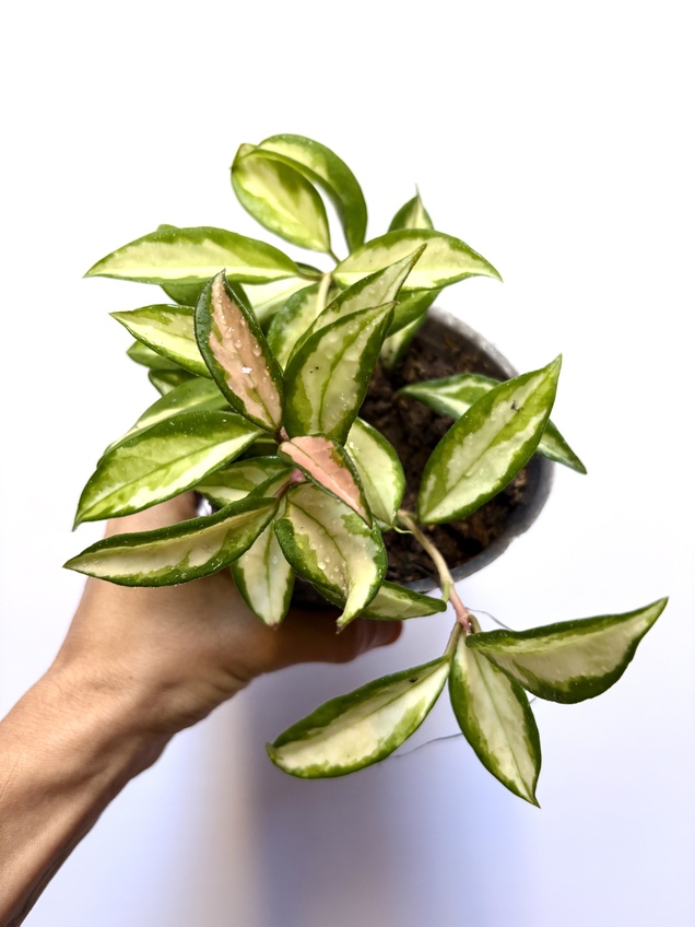 Hoya Krimson Princess