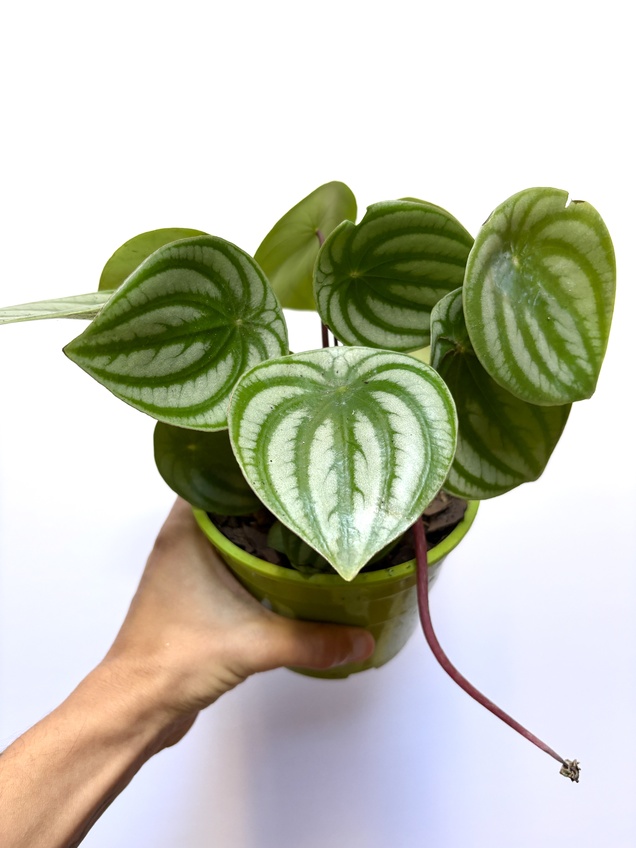 Peperomia Argyreia — imagen 1