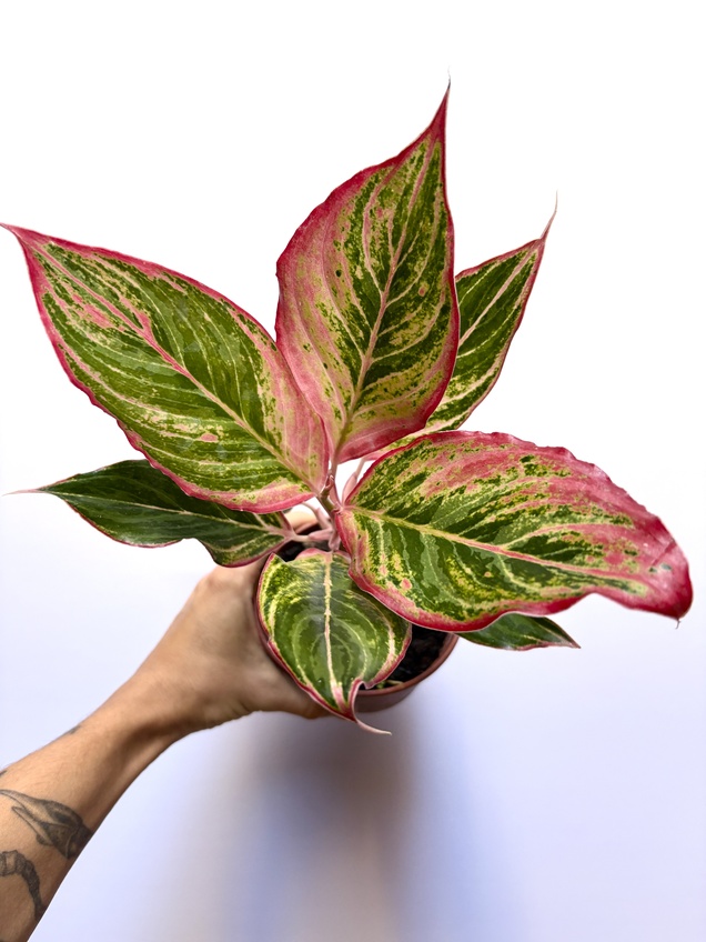 Aglaonema Red Aurora
