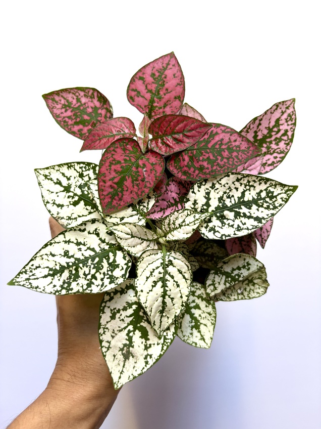Hypoestes