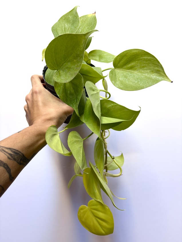 Philodendron Hederaceum Lemon
