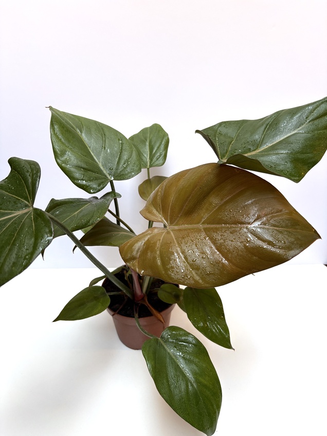 Philodendron Summer Glory