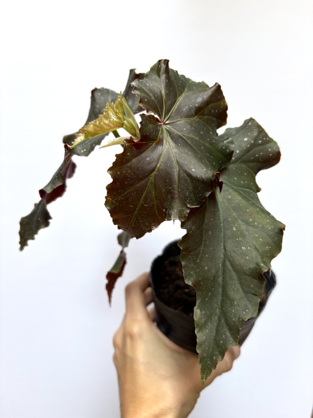 Begonia Maculata Dark