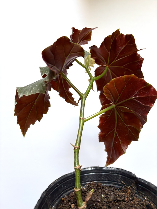 Begonia Maculata Dark — imagen 2