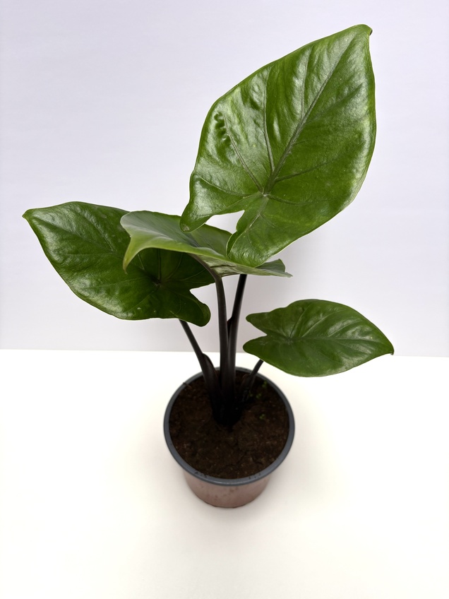 Alocasia Dark Star