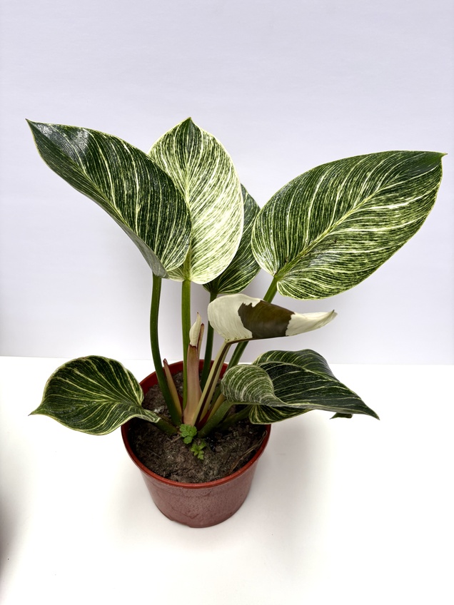 Philodendron Birkin
