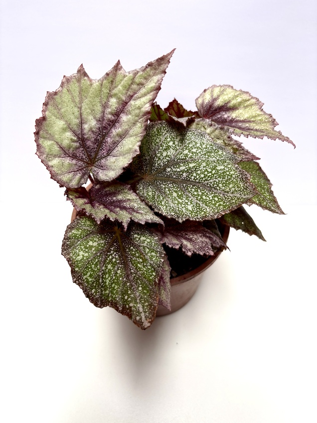 Begonia Rose Frost
