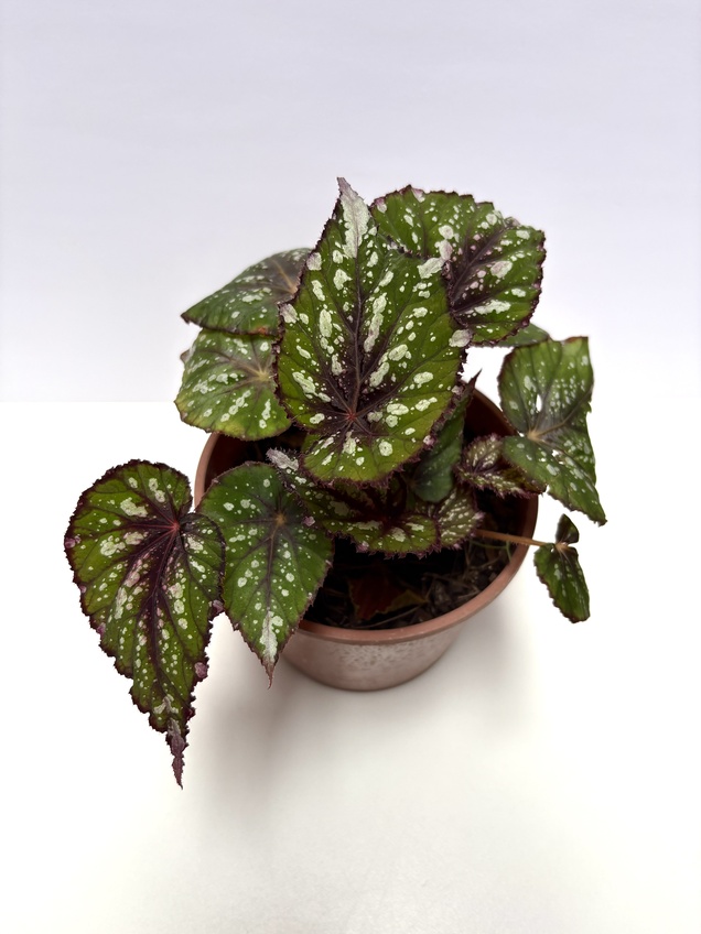 Begonia Nieve de Alamo