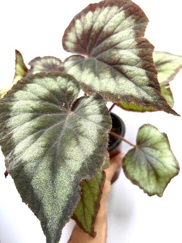 Begonia Flamingo Soul