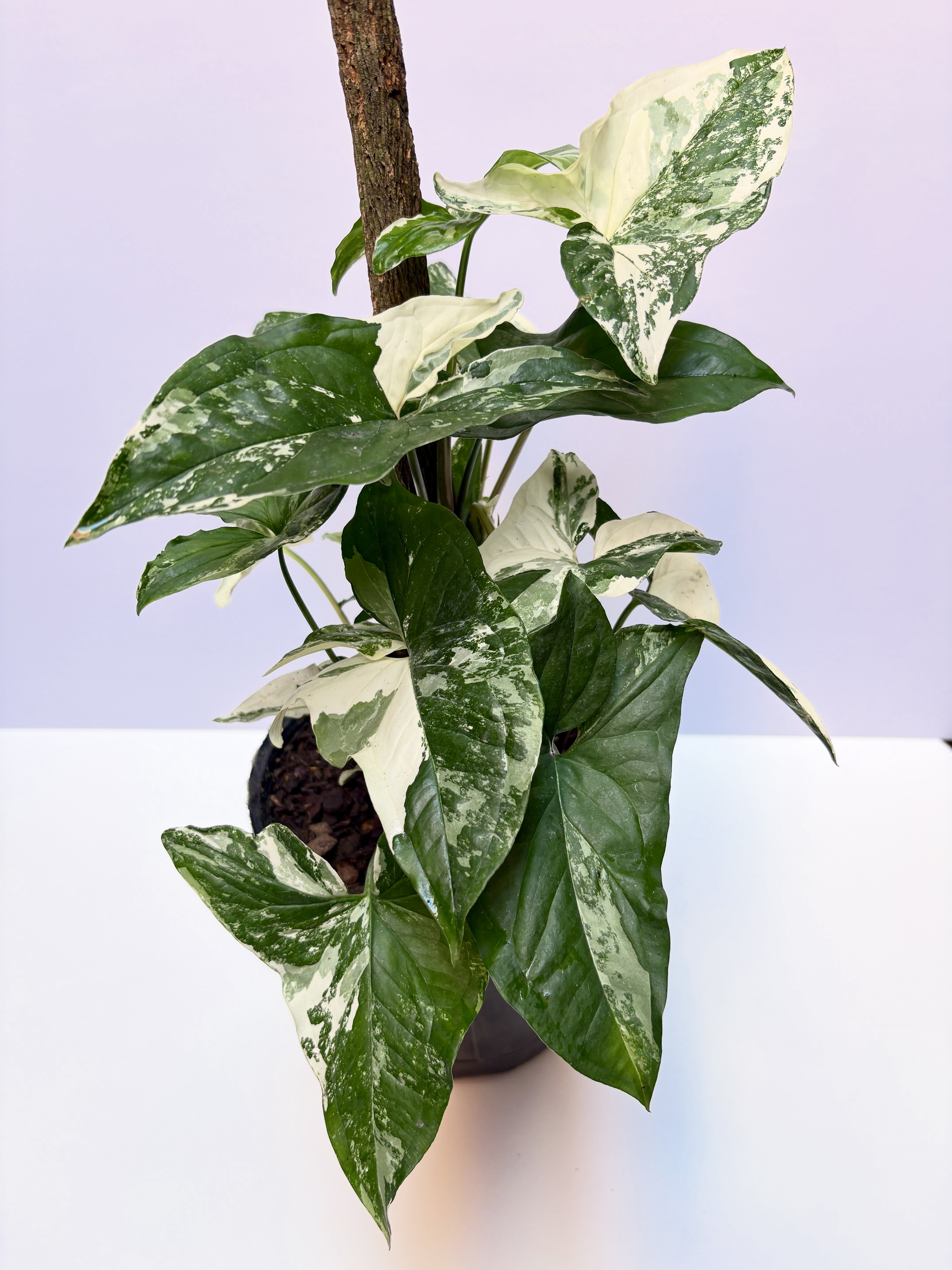 Syngonium Albo Variegado