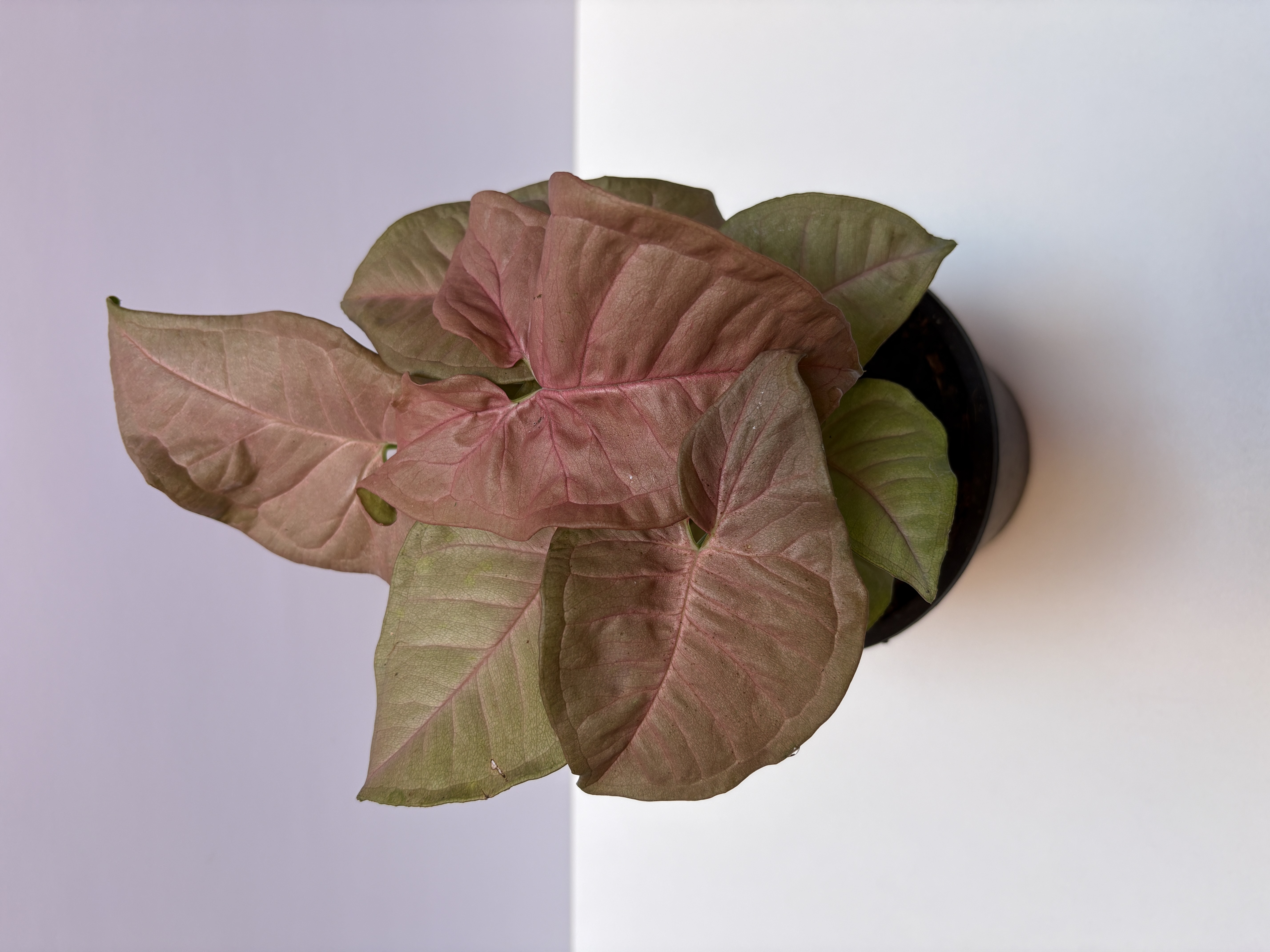 Syngonium Pink