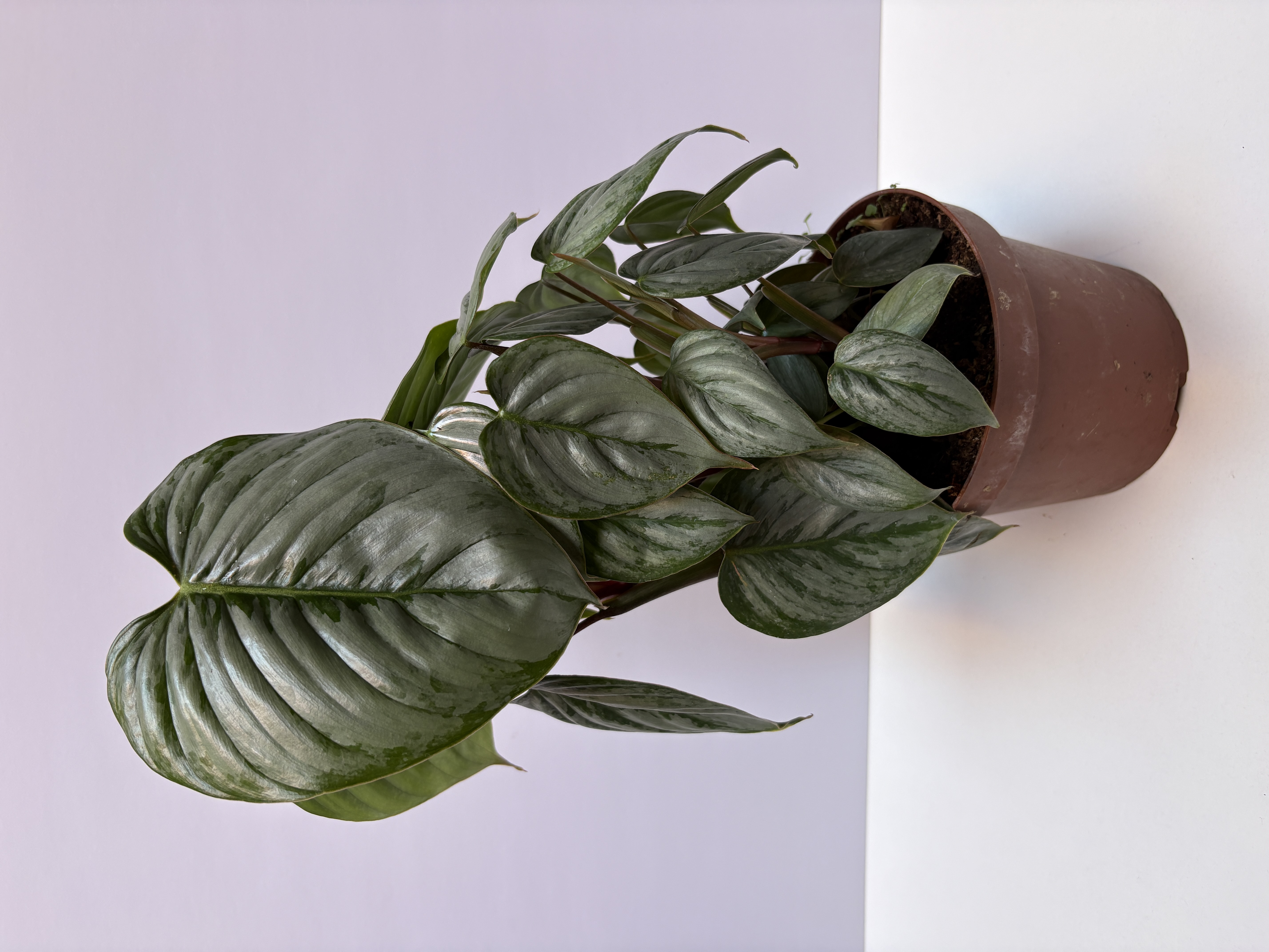 Philodendron Sodiroi