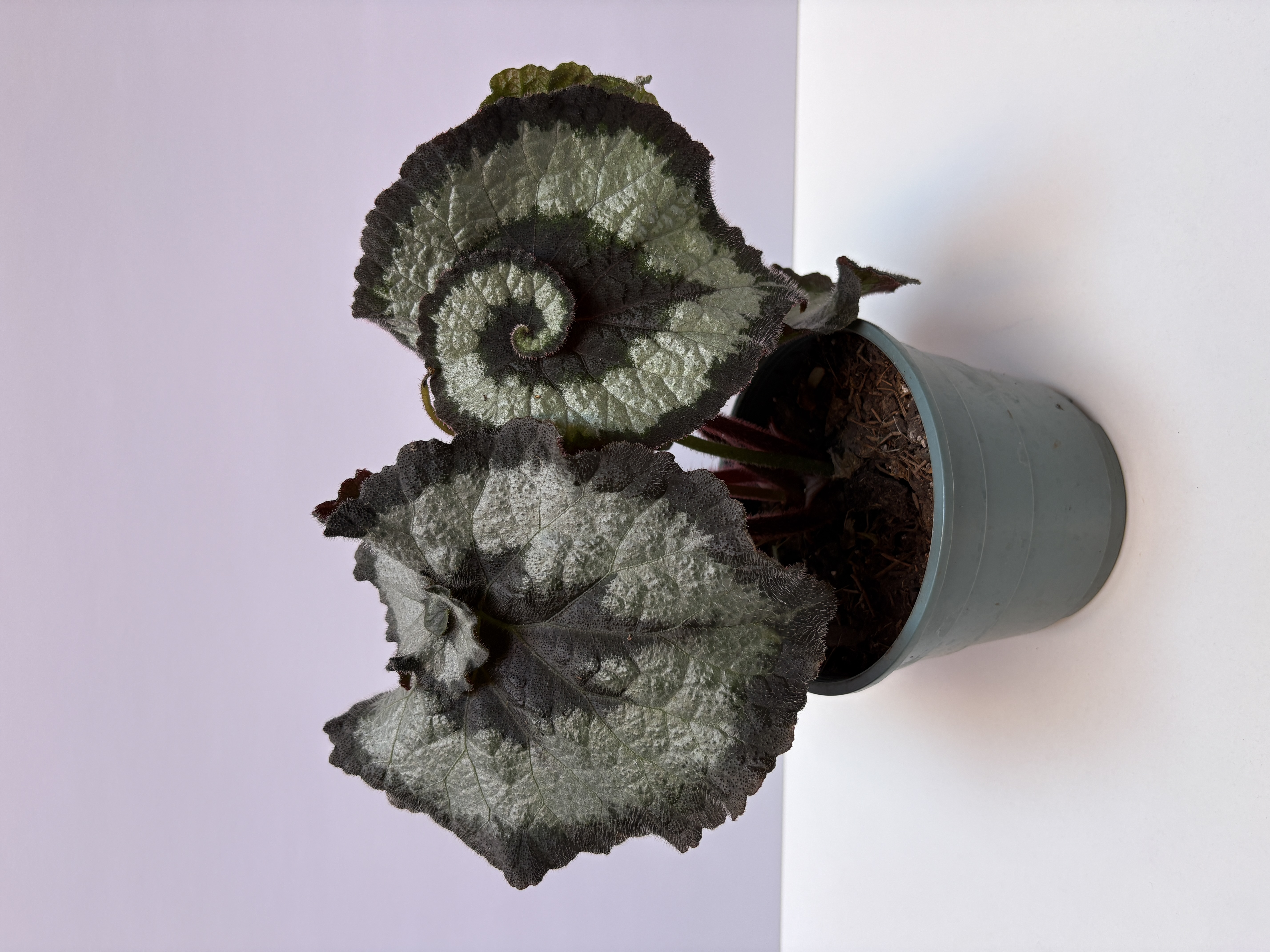Begonia Escargot