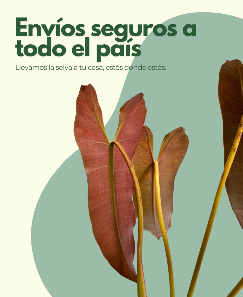 Vivero Plant B Jungle