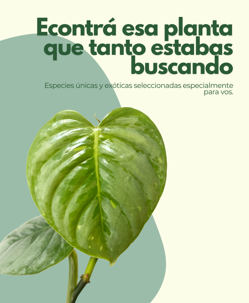 Vivero Plant B Jungle